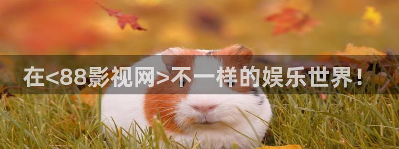 麻豆在线观看电影完